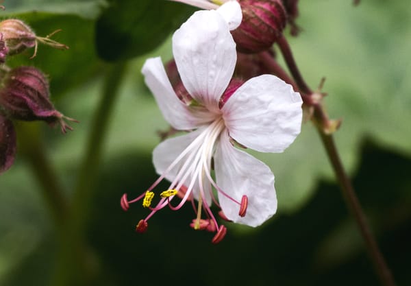 Pollen on white flower
