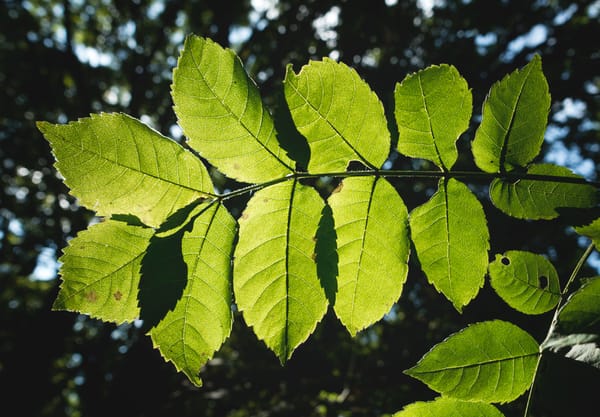 Sun shining through leaves