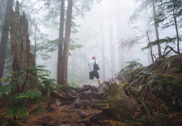 Rugged forest trail