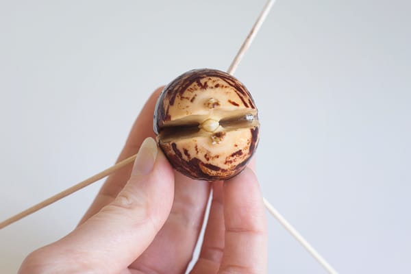 Crack in bottom of avocado pit