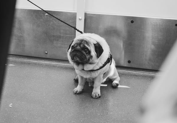 Grump pug face