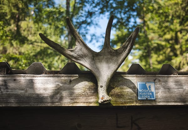 Antlers nailed to roof