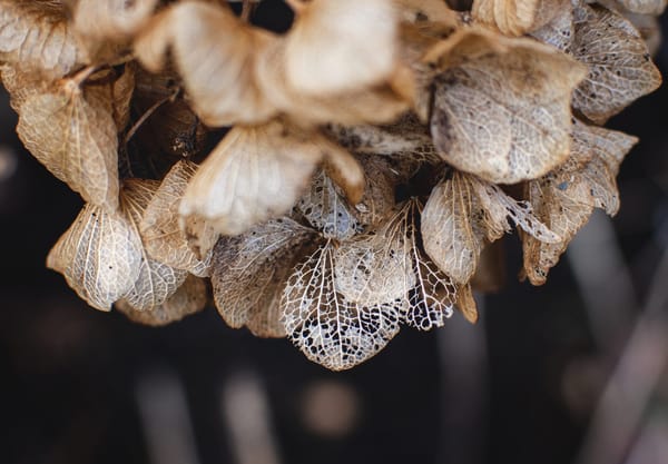 Papery petals