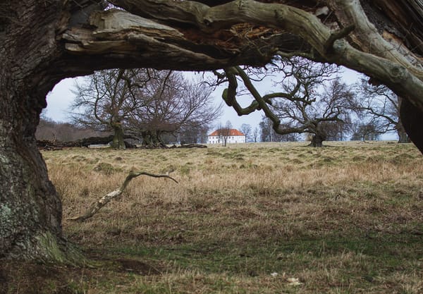 Twisted tree branches