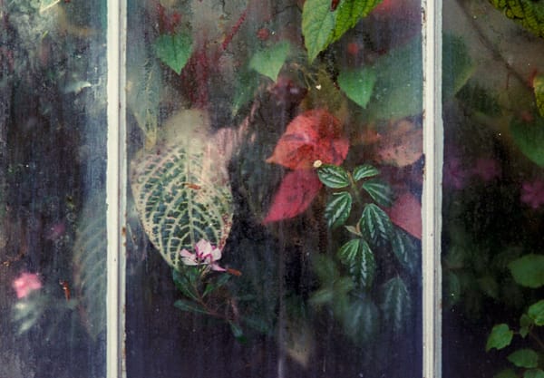 Leaves pressed against steamy window