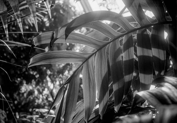 Sun shining through leaf