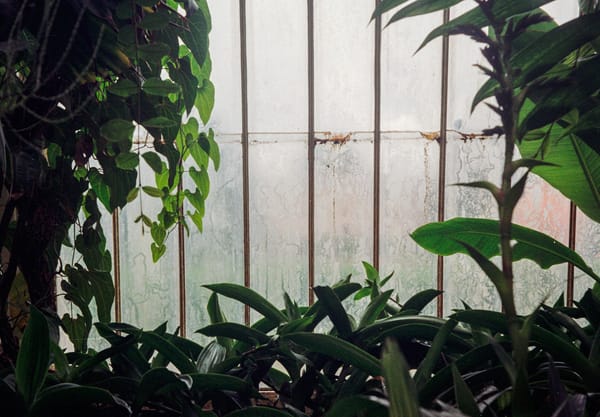 Leaves framing steamy window