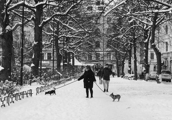 Woman walking dogs in the snow