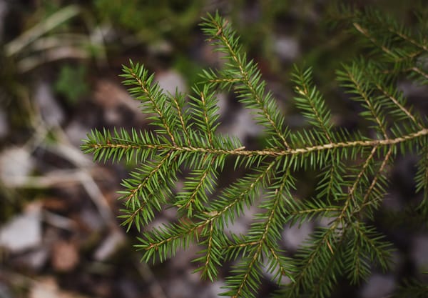Green spruce