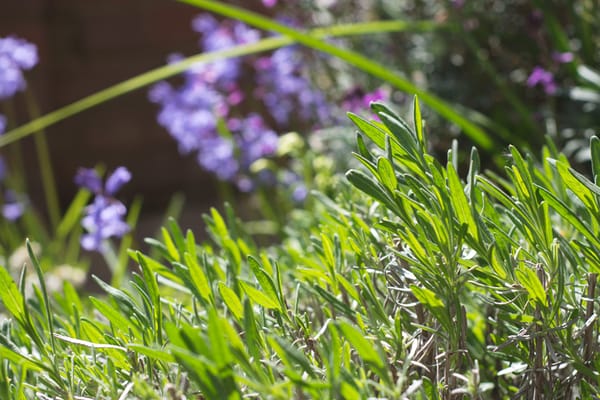 Lavender leaves in the sun