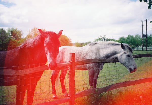 Horses in field