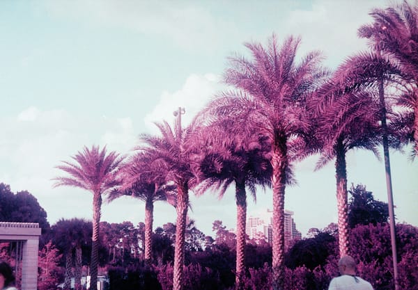 Row of palm trees