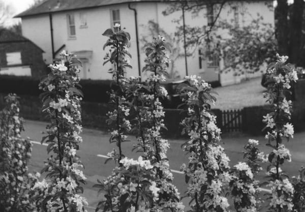 Blossom on branches