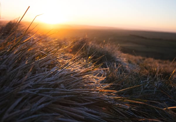 Closeup of icy grass blades in the sun