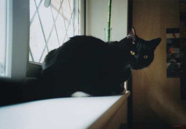 Cat in windowsill