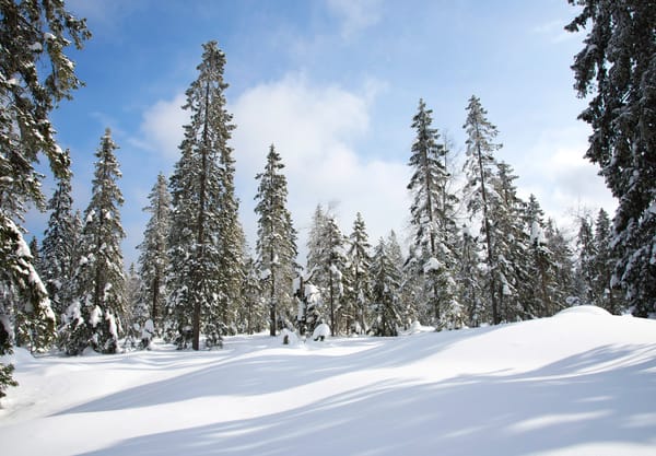 Snow covered pine trees