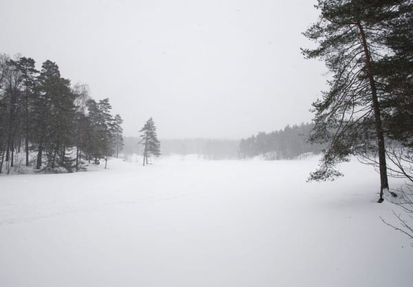 Trees around frozen lake