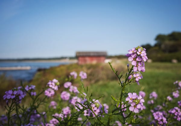 Pink flowers in the sun