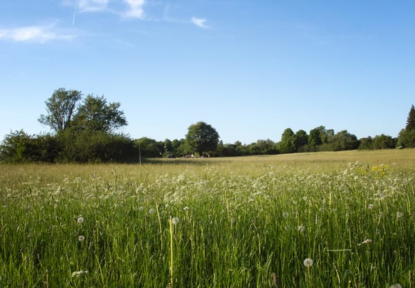 Grene field and blue sky