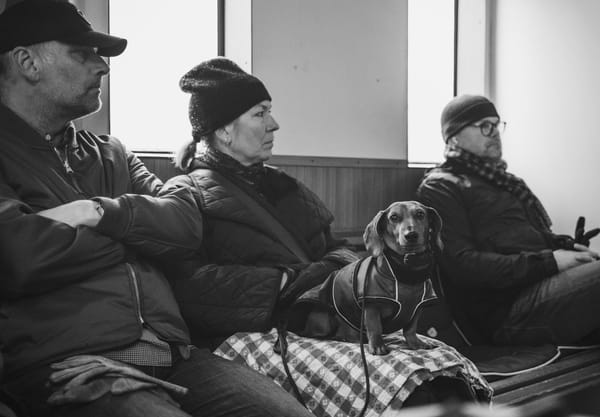 Dog sat on owners lap