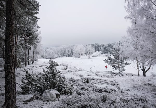 Snowy trees