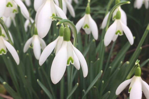 Closeup of snowdrop petals