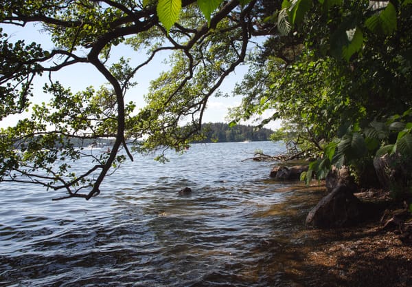 Tree on shoreline