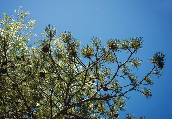 Spruce branches against Sky