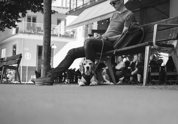 Dog sat under bench
