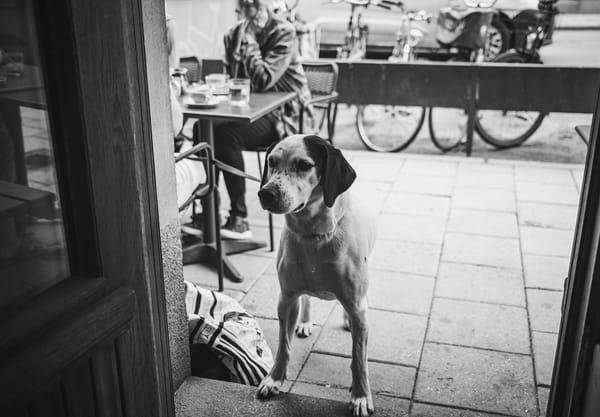 Dog looking through doorway