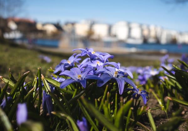 Purple flowers in grass