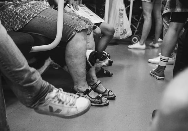 Dog peering through legs on the train
