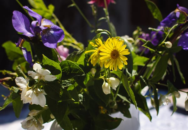 Yellow flowers