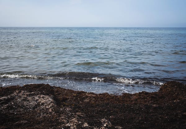 Waves and seaweed