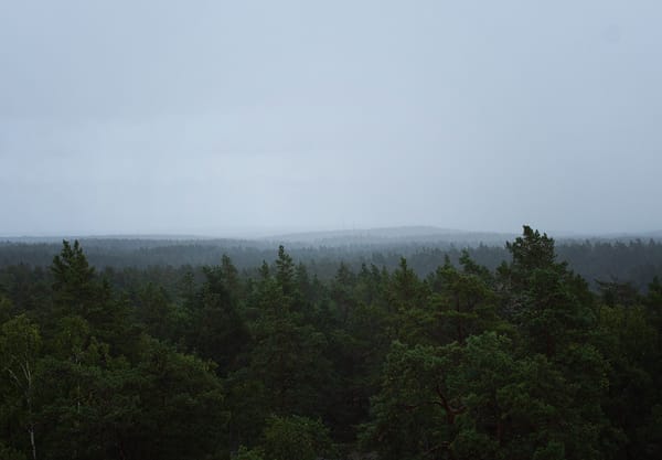 View over trees