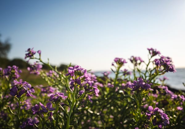 Pink flowers