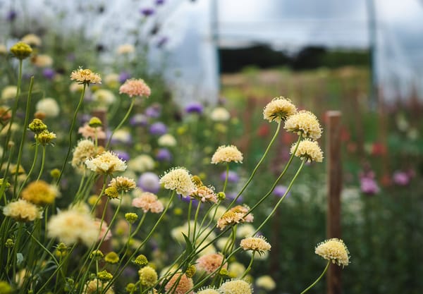 Yellow flowers