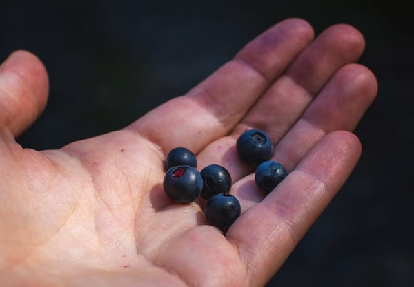 Walk, Eat Wild Blueberries, Repeat...