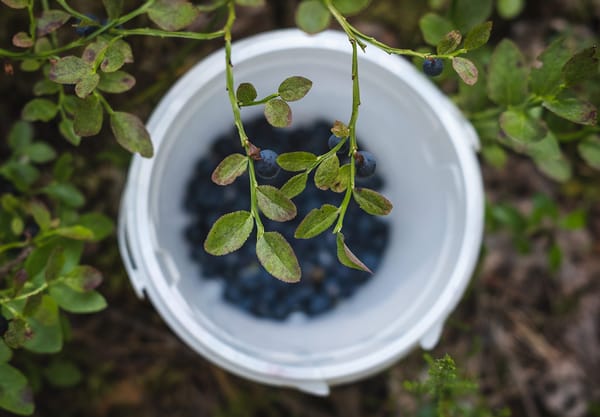 Closeup of leaves and berries