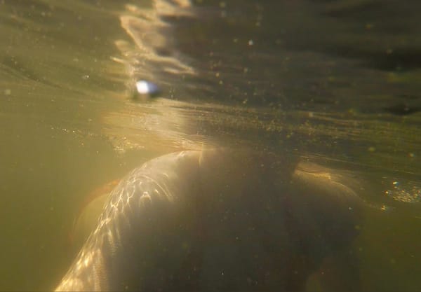 Under water view