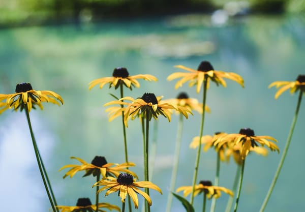 Yellow and black flowers